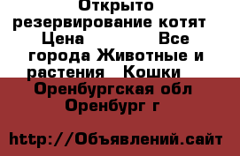 Открыто резервирование котят › Цена ­ 15 000 - Все города Животные и растения » Кошки   . Оренбургская обл.,Оренбург г.